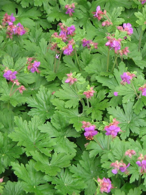 Geranium macrorrhizum