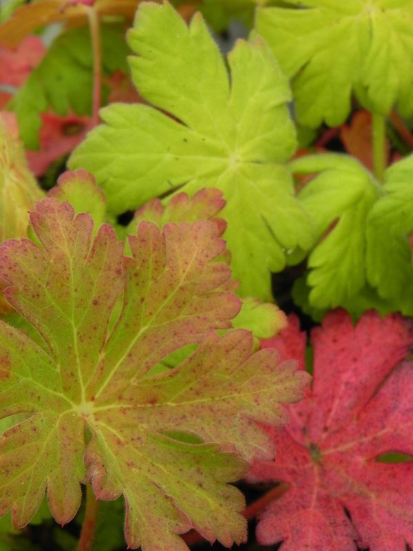 Geranium macrorrhizum ‘Spessart’