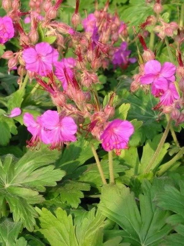 Geranium macrorrhizum ‘Bevan`s Variety’