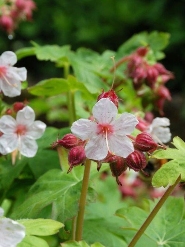Geranium macrorrhizum ‘Album’
