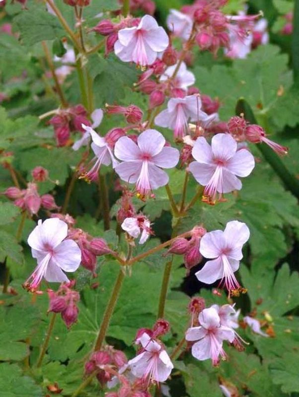 Geranium macrorrhizum ‘Ingwersen’