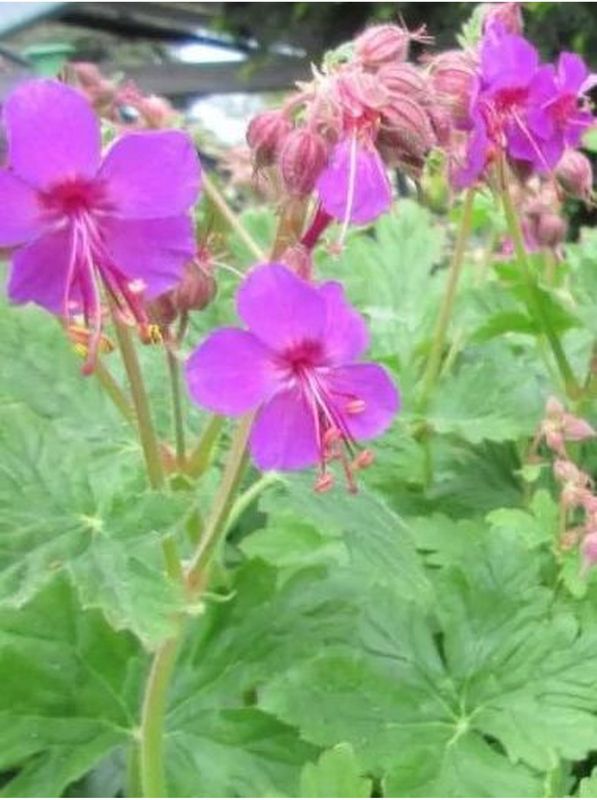 Geranium macrorrhizum ‘Czakor’