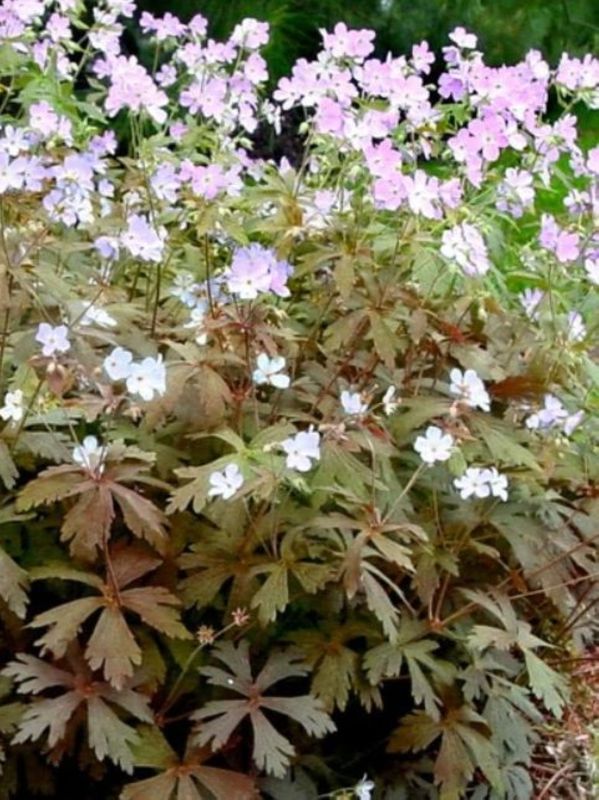 Geranium maculatum ‘Espresso’