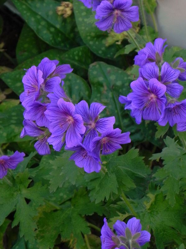 Geranium magnificum
