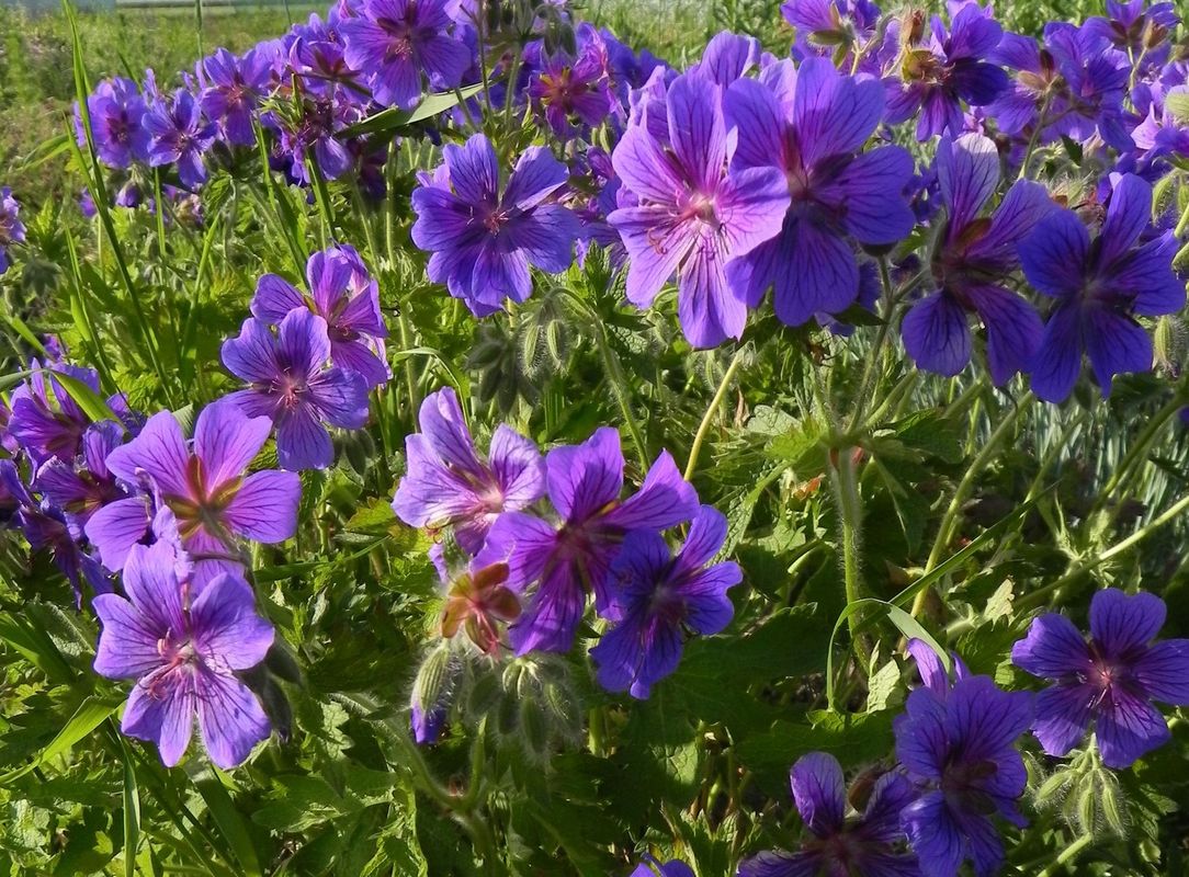 Geranium magnificum
