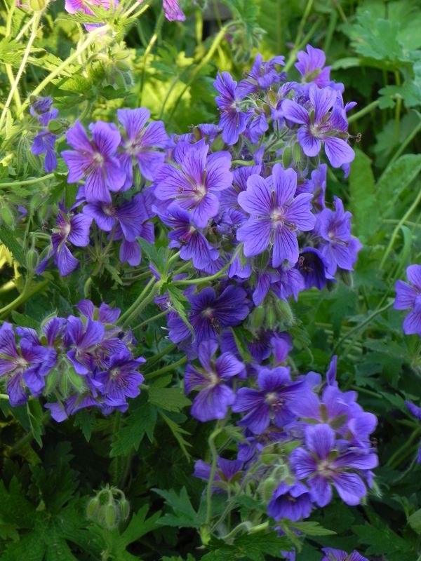 Geranium magnificum