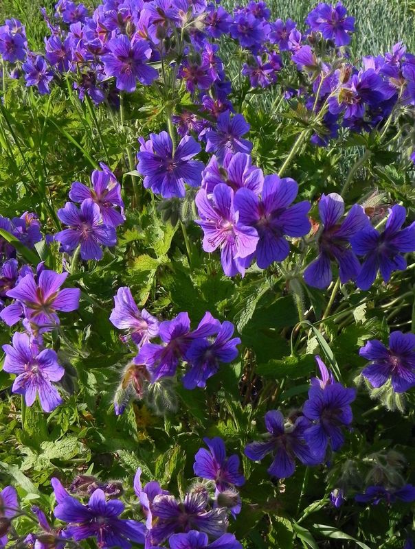 Geranium magnificum