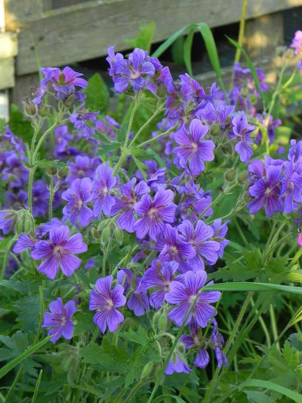 Geranium magnificum
