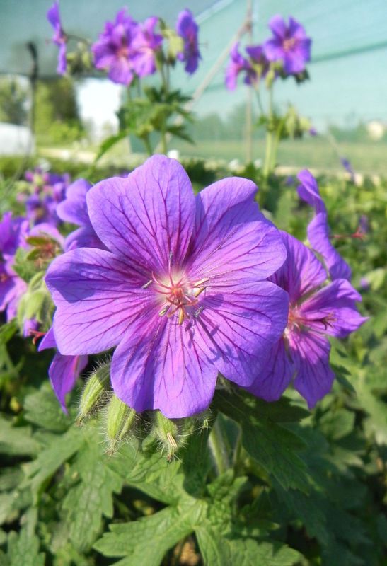 Geranium magnificum