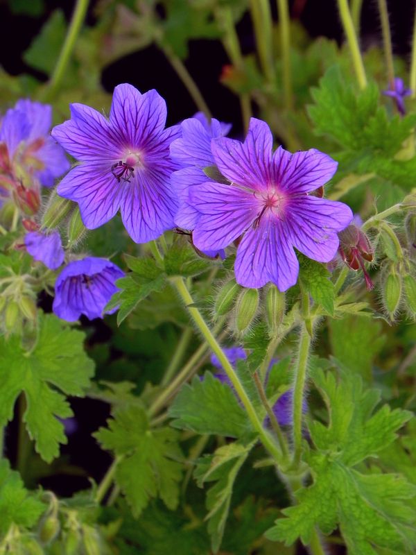Geranium magnificum