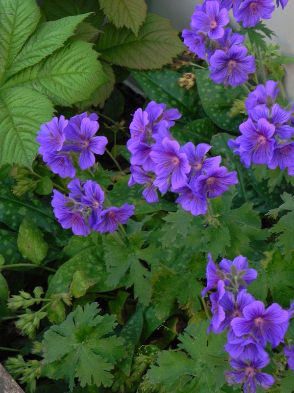 Geranium magnificum