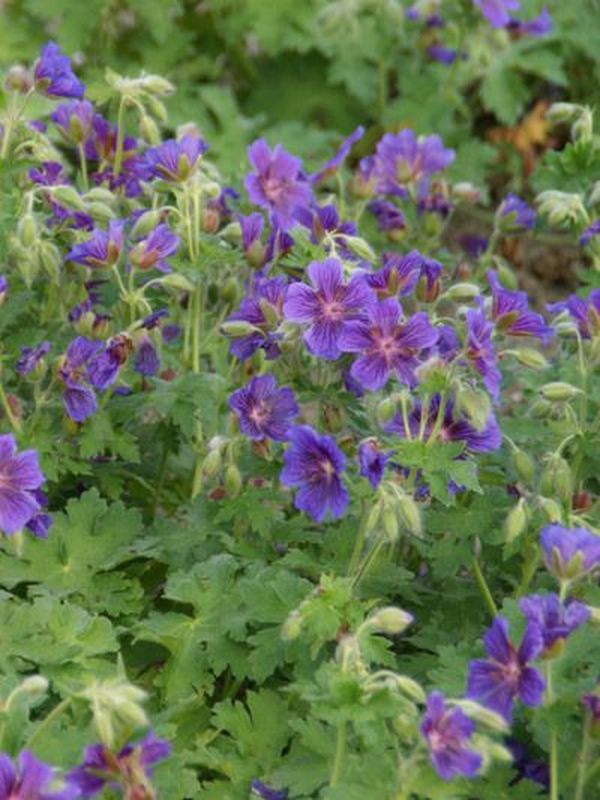 Geranium magnificum ‘Rosemoor’