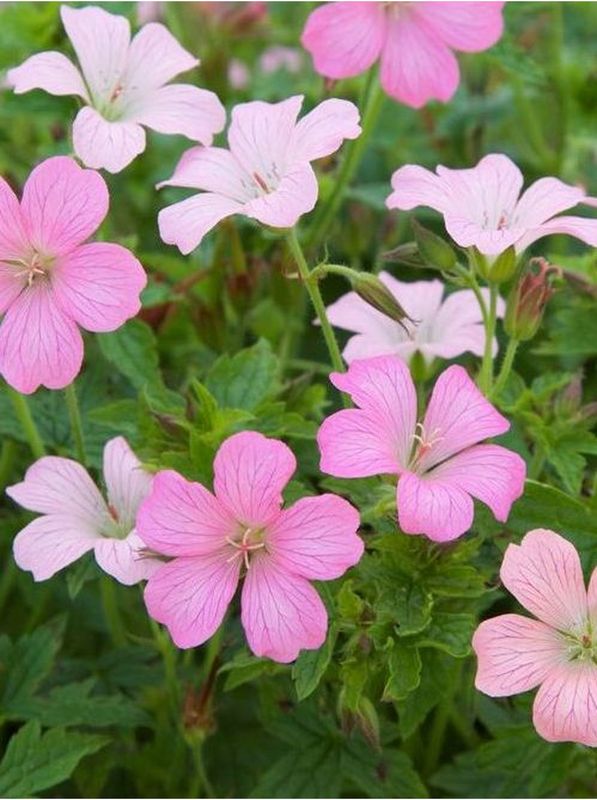 Geranium oxonianum ‘Rose Claire’