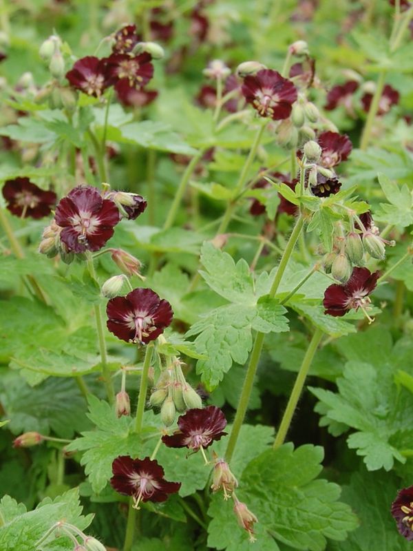 Geranium phaeum