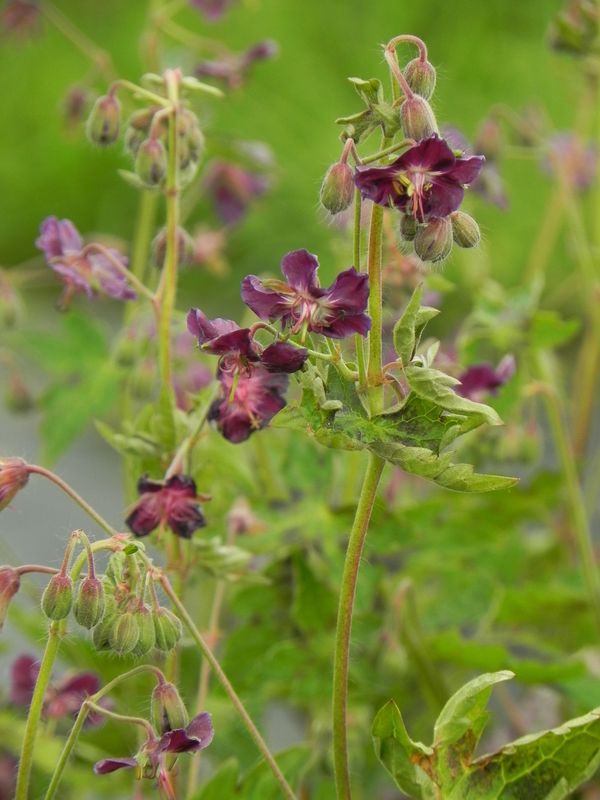 Geranium phaeum ‘Samobor’