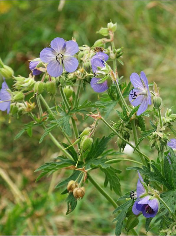 Geranium pratense