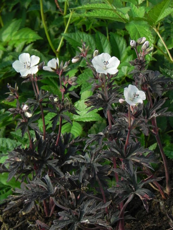 Geranium pratense ‘Purple Ghost’