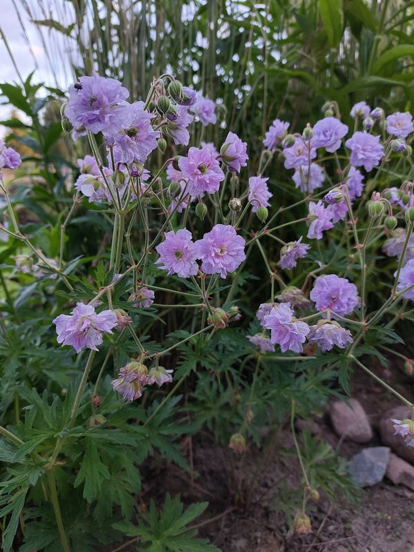 Geranium pratense ‘Cloud Nine’