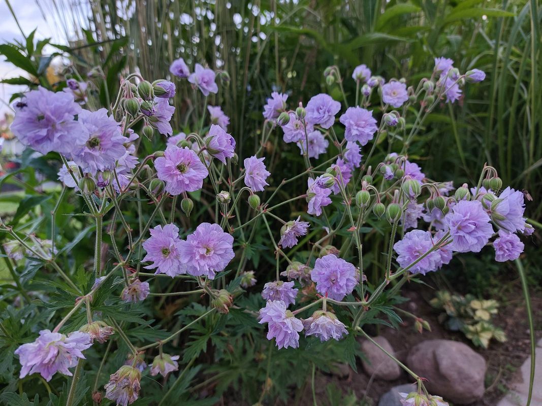Geranium pratense ‘Cloud Nine’