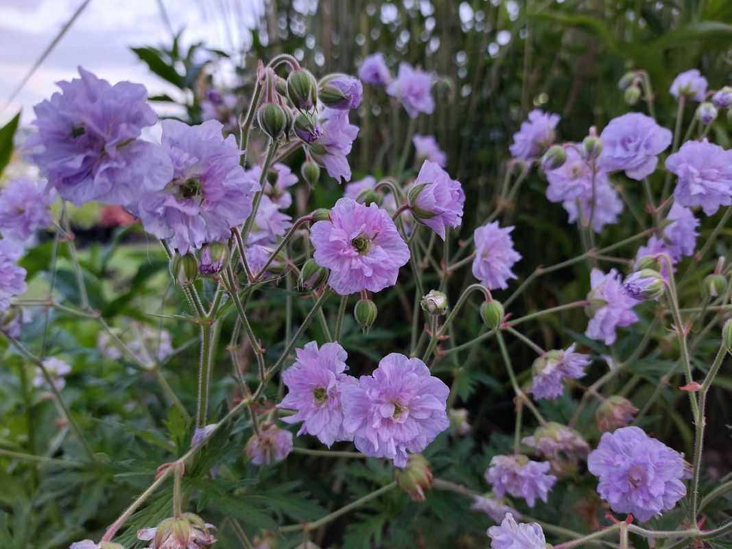 Geranium pratense ‘Cloud Nine’