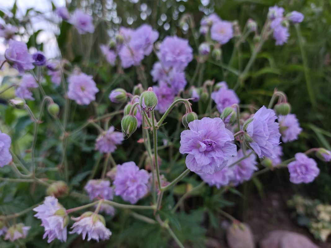 Geranium pratense ‘Cloud Nine’