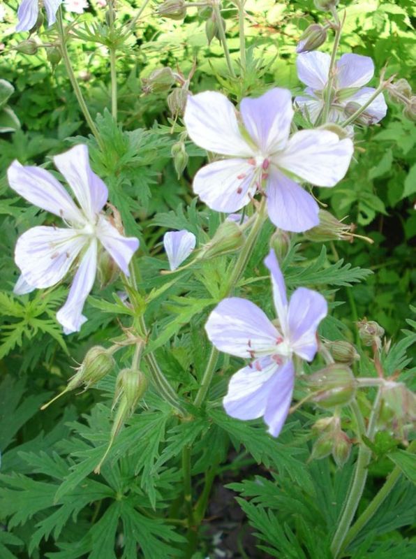 Geranium pratense ‘Striatum’
