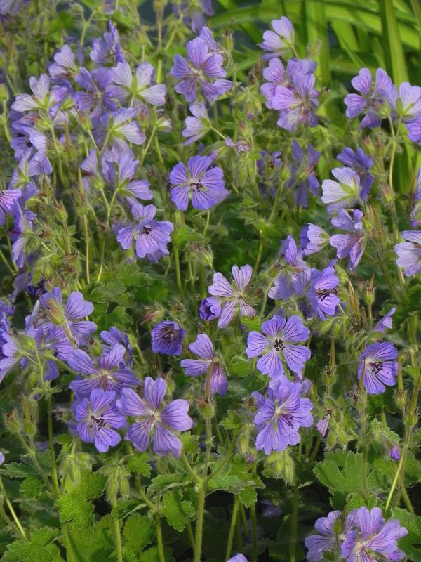 Geranium renardii ‘Philippe Vapelle’