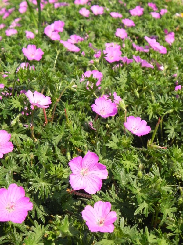 Geranium sanguineum ‘John Elsley’