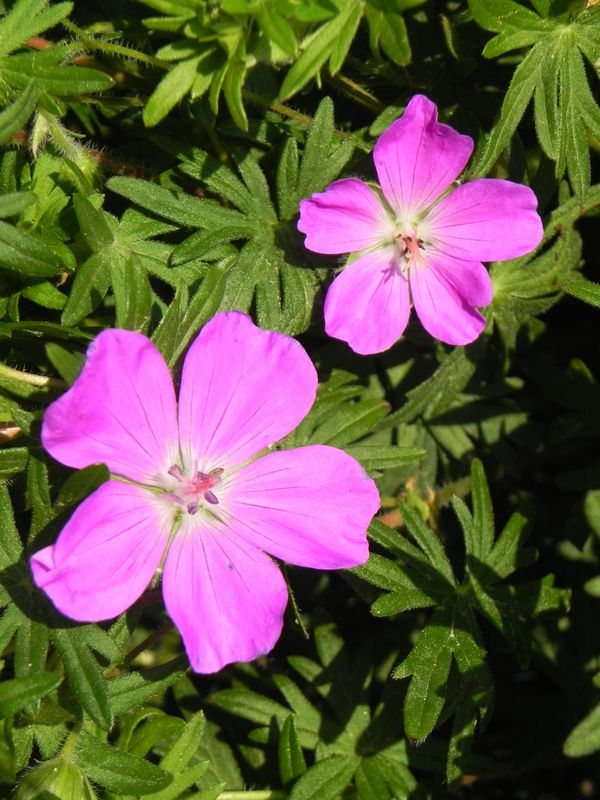 Geranium sanguineum ‘Max Frei’