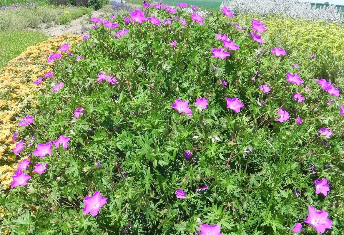 Geranium sanguineum ‘Max Frei’