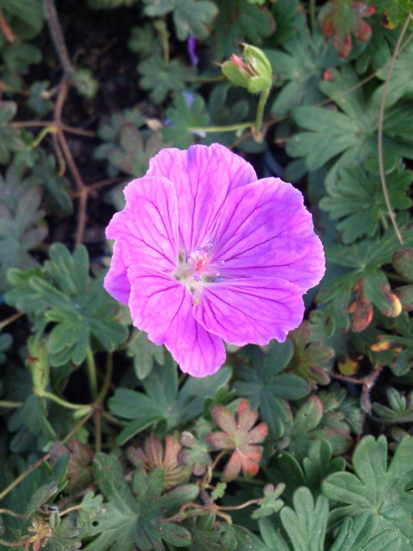 Geranium sanguineum ‘Max Frei’