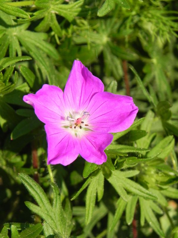 Geranium sanguineum ‘Max Frei’