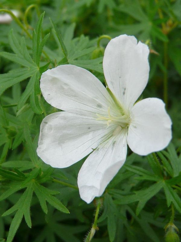 Geranium sanguineum ‘Album’