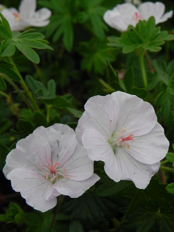 Geranium sanguineum ‘Apfelblute’