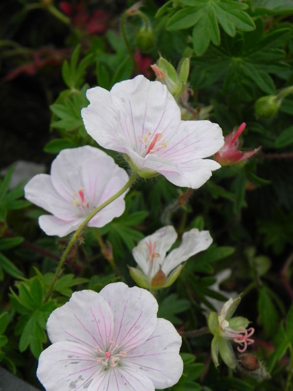 Geranium sanguineum ‘Apfelblute’