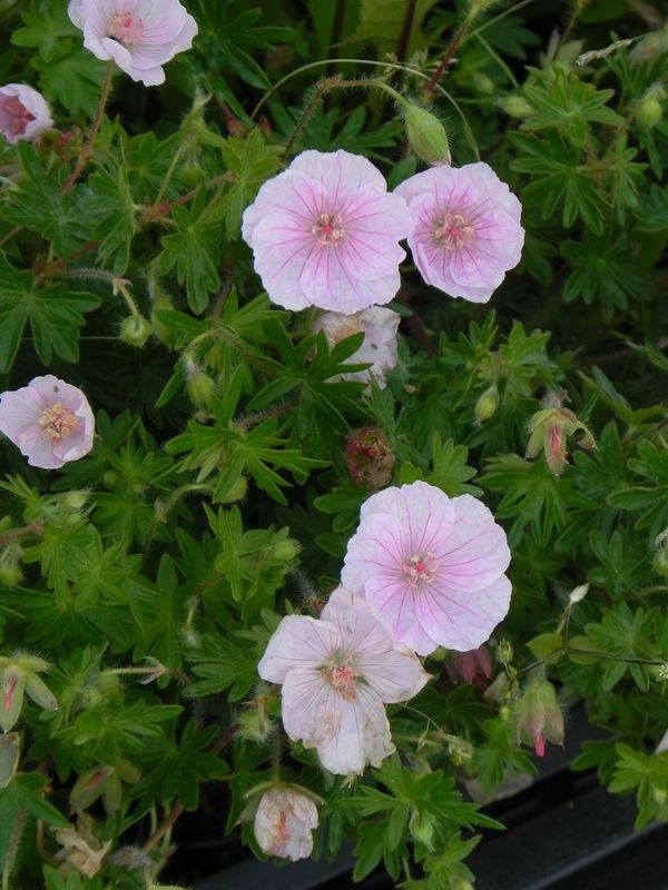 Geranium sanguineum ‘Apfelblute’