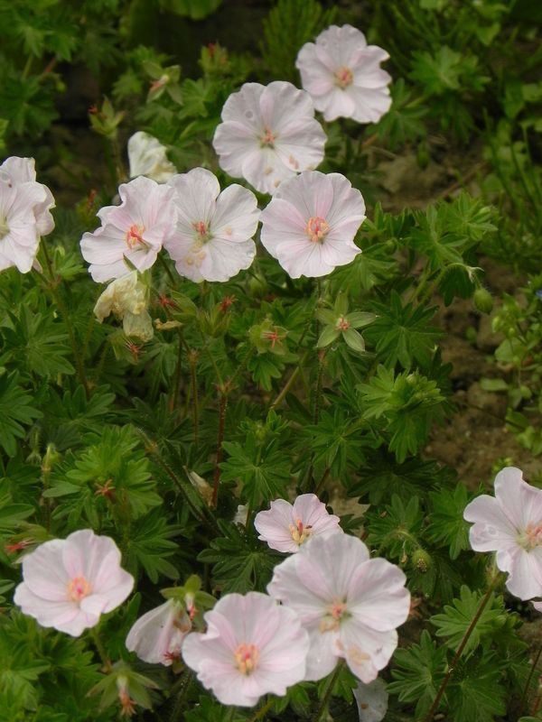 Geranium sanguineum ‘Apfelblute’