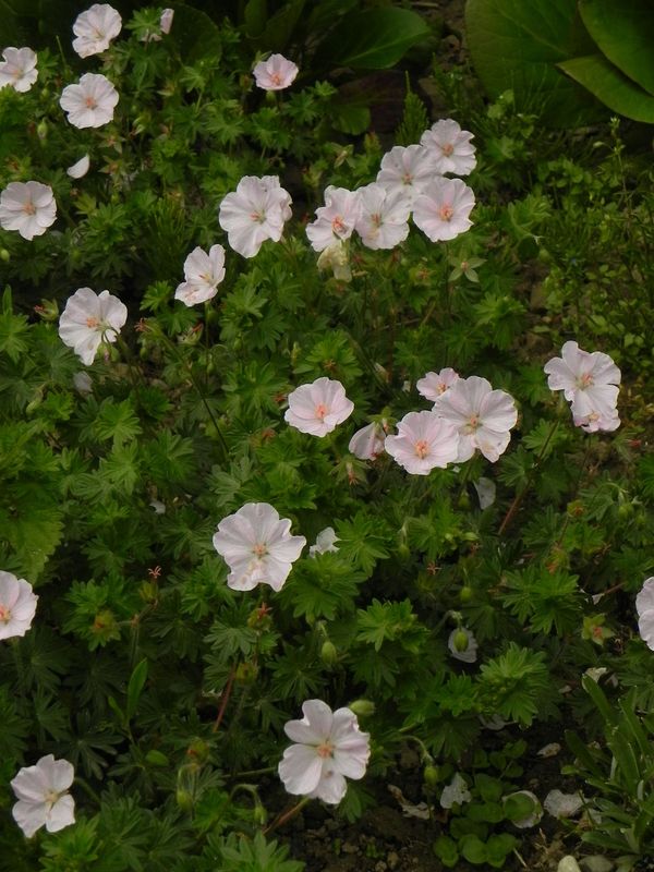 Geranium sanguineum ‘Apfelblute’