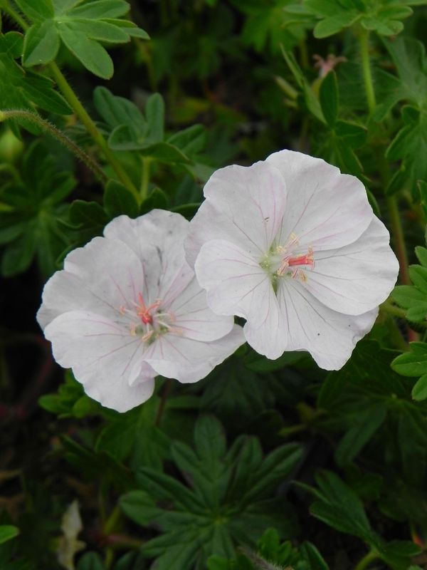 Geranium sanguineum ‘Apfelblute’