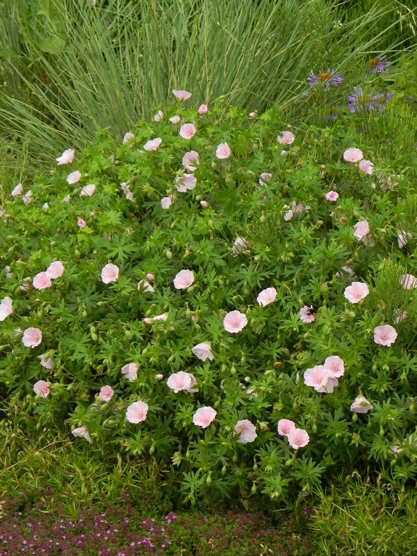 Geranium sanguineum ‘Apfelblute’
