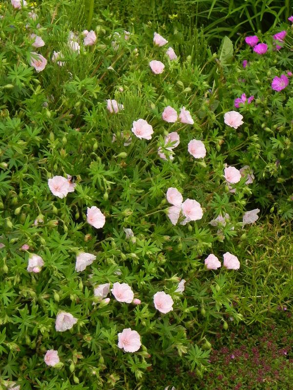 Geranium sanguineum ‘Apfelblute’
