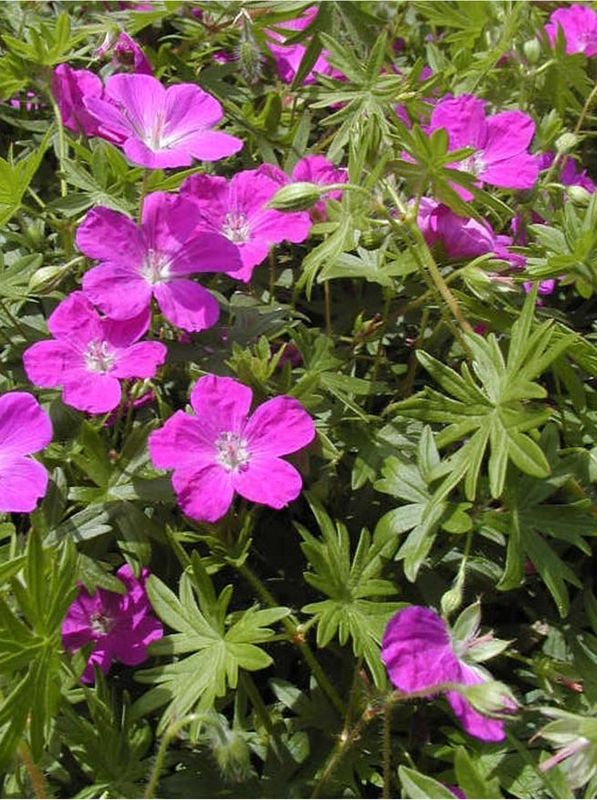 Geranium sanguineum ‘Elsbeth’