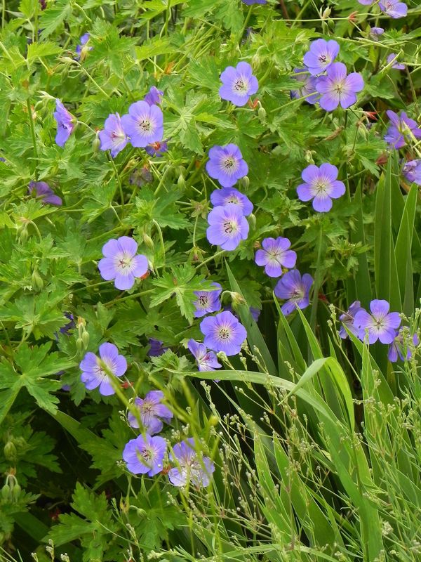 Geranium wallichianum ‘Bloom Me Away’