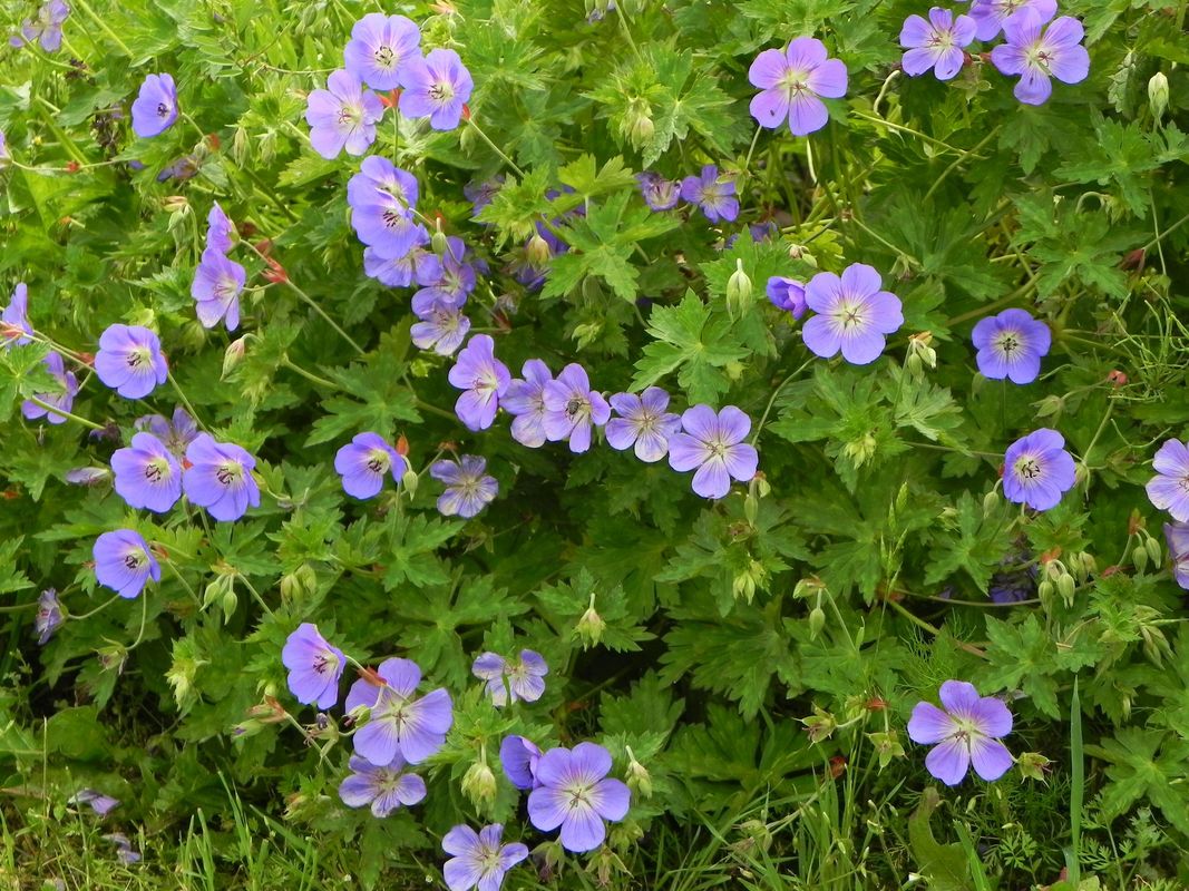 Geranium wallichianum ‘Bloom Me Away’