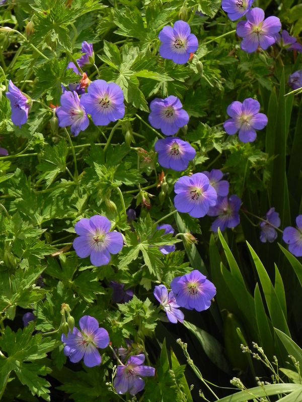 Geranium wallichianum ‘Bloom Me Away’