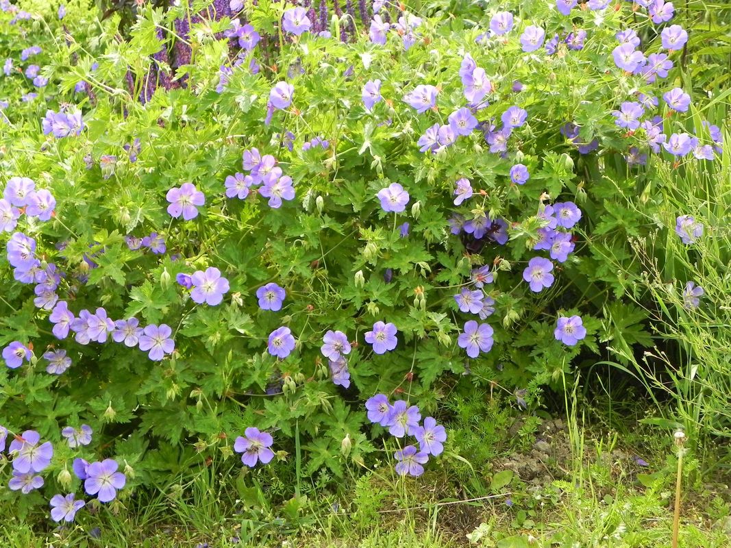 Geranium wallichianum ‘Bloom Me Away’