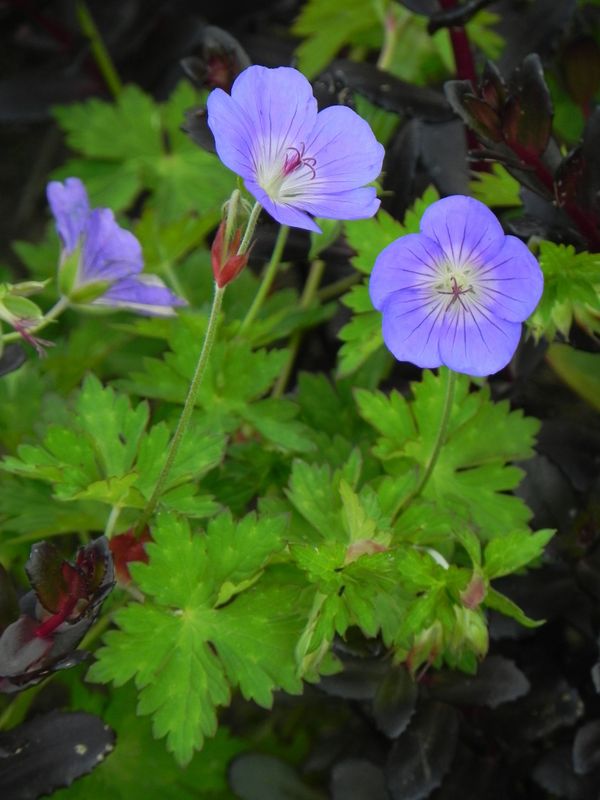 Geranium wallichianum ‘Bloom Me Away’