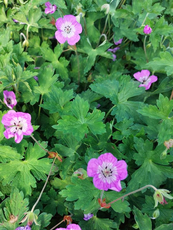 Geranium wallichianum ‘Kelly Anne’