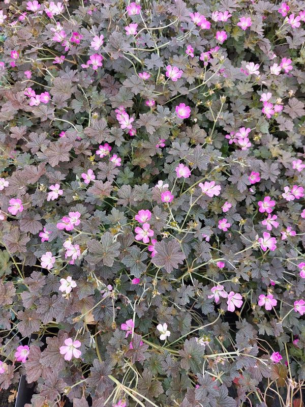 Geranium x ‘Orkney Cherry’
