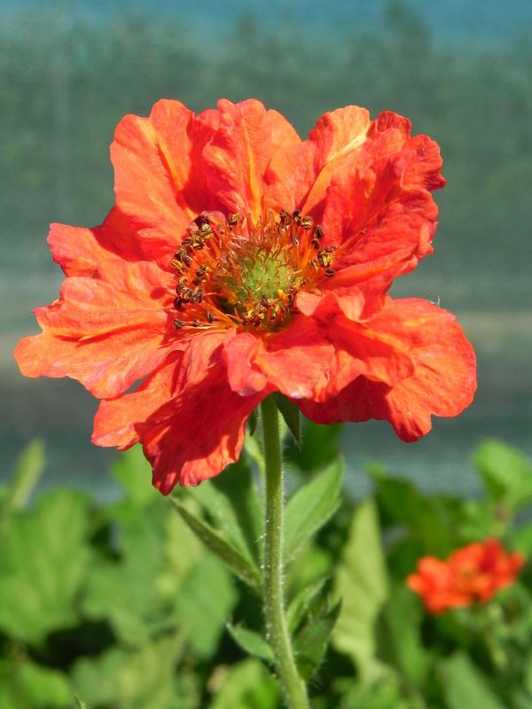 Geum chiloense ‘Blazing Sunset’